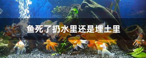 魚死掉埋葬|鱼死了扔水里还是埋土里